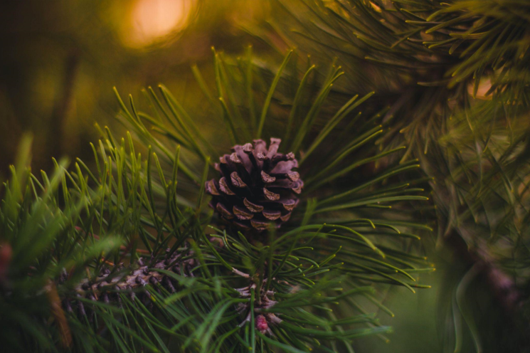 Find Your Soulful Holiday Vibes with Prelit Christmas Trees