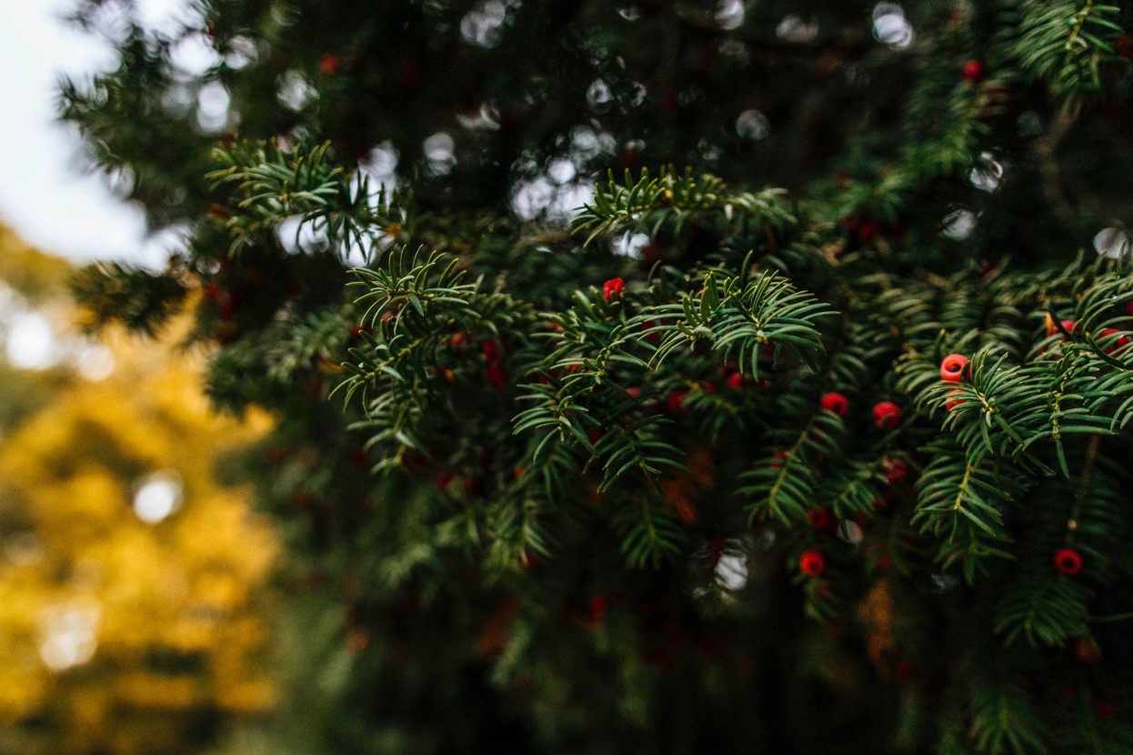 How a Christmas Tree with Lights Spreads Joy